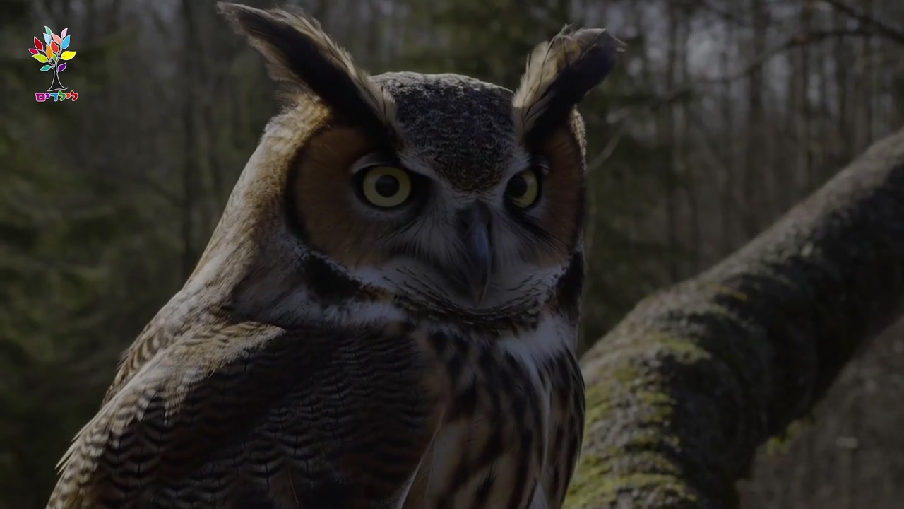 The Owl